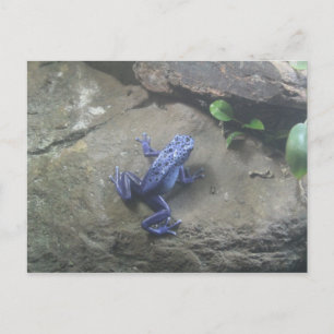 Postal Azureus Poison Dart Frog