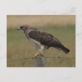 Postal B10 Aguililla de Swainson