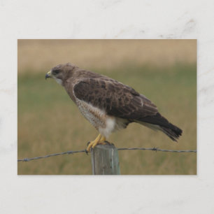 Postal B10 Aguililla de Swainson