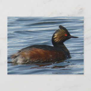 Postal B13 Eared Grebe