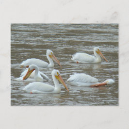 Postal B16 Pelícanos blancos en río fangoso