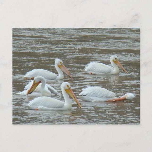 Postal B16 Pelícanos blancos en río fangoso (Anverso)