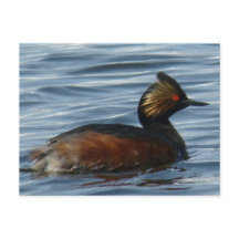 B1 Eared Grebe