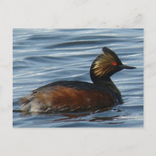 Postal B1 Eared Grebe
