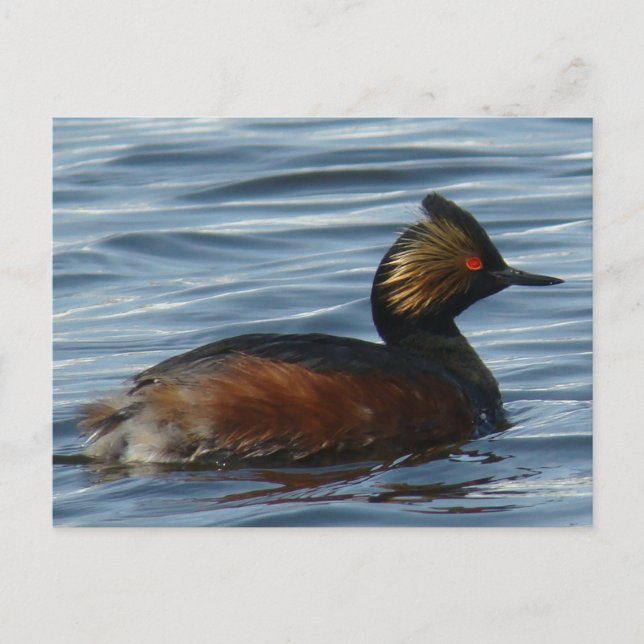 Postal B1 Eared Grebe (Anverso)
