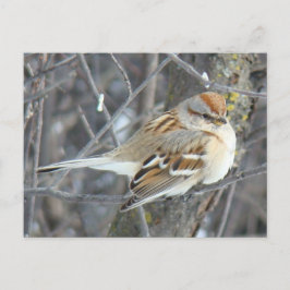 Postal B24 Espárrago común