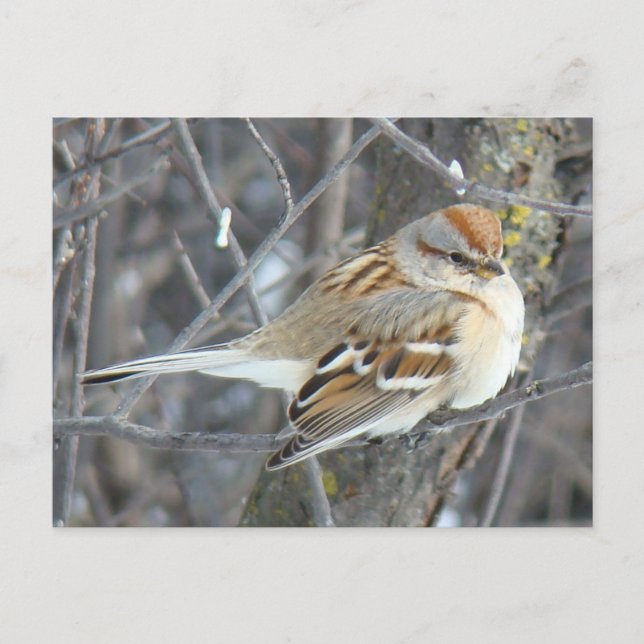 Postal B24 Espárrago común (Anverso)