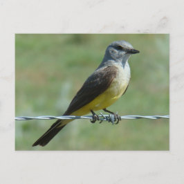 Postal B31 Western Kingbird