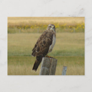Postal B33 Aguililla de Swainson