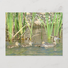 Postal B34 Madre Pata y Patitos