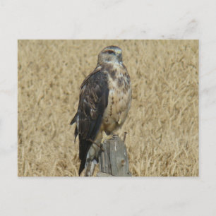 Postal B35 Aguililla Ferruginosa