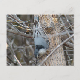Postal B39 Nuthatch de pechos rojos