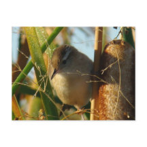 B3 Marsh Wren
