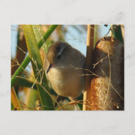 Postal B3 Marsh Wren