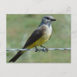 Postal B44 Western Kingbird