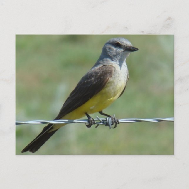 Postal B44 Western Kingbird (Anverso)
