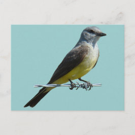 Postal B45 Western Kingbird