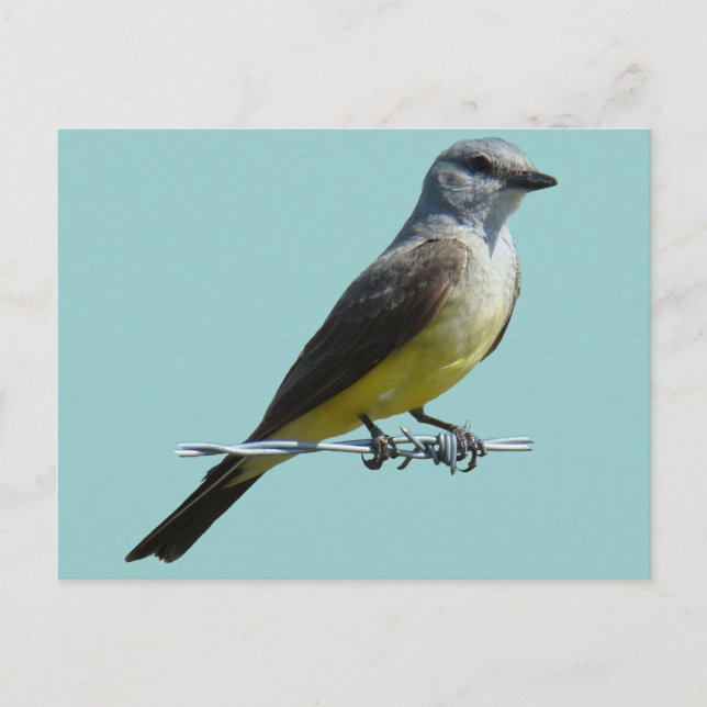 Postal B45 Western Kingbird (Anverso)