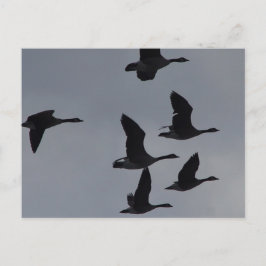 Postal B46 Geese canadiense en vuelo