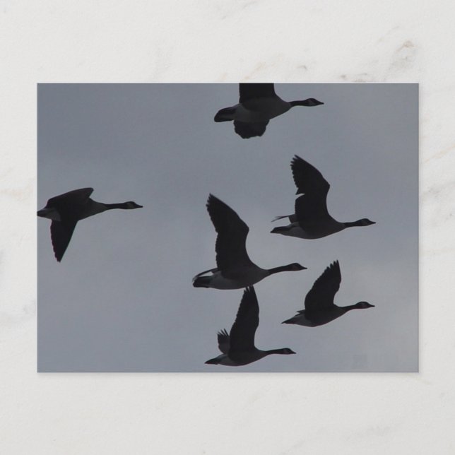 Postal B46 Geese canadiense en vuelo (Anverso)