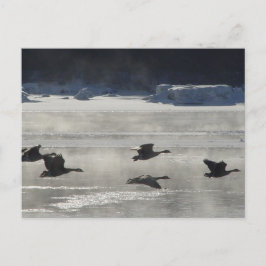 Postal B47 Geese canadiense sobre río congelado