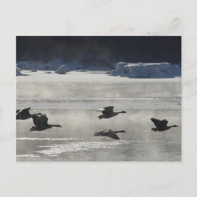 Postal B47 Geese canadiense sobre río congelado (Anverso)