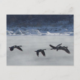 Postal B48 Geese canadiense sobre río congelado