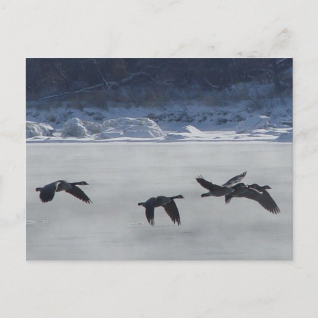 Postal B48 Geese canadiense sobre río congelado (Anverso)