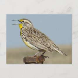 Postal B6 Western Meadowlark
