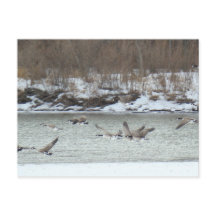 B7 Geese canadiense en vuelo