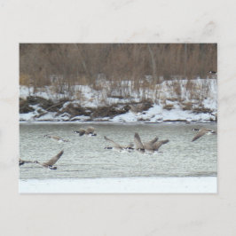 Postal B7 Geese canadiense en vuelo