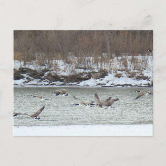 Postal B7 Geese canadiense en vuelo (Anverso)