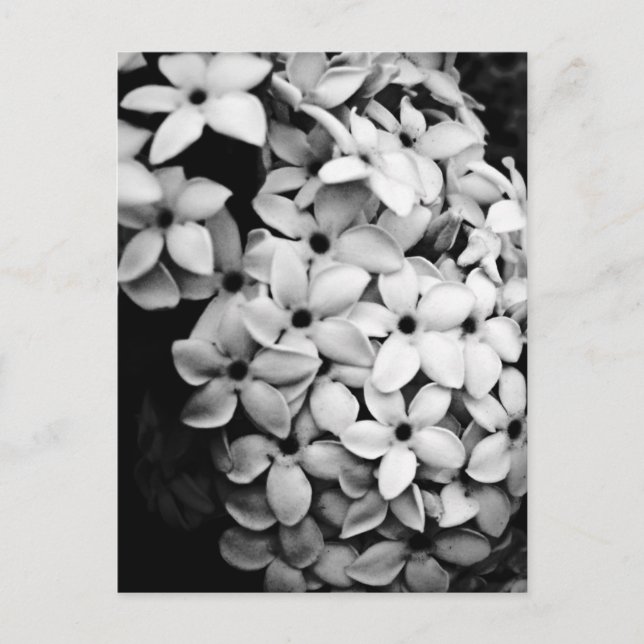 POSTAL B&W (Anverso)