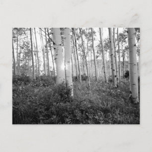 Postal B&W Aspen 7