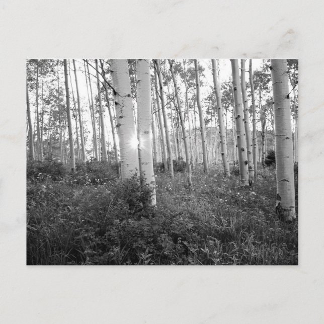 Postal B&W Aspen 7 (Anverso)