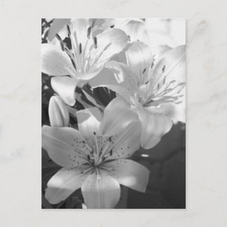 Postal b&w lillies