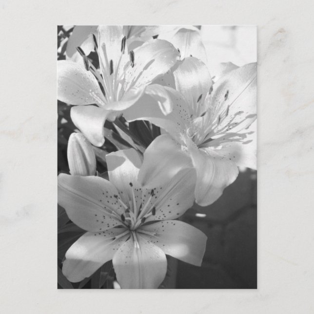 Postal b&w lillies (Anverso)