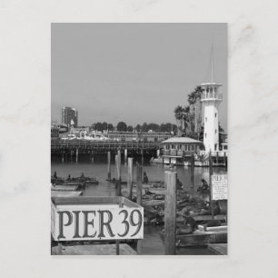 Postal B&W Pier 39 Leones Marinos