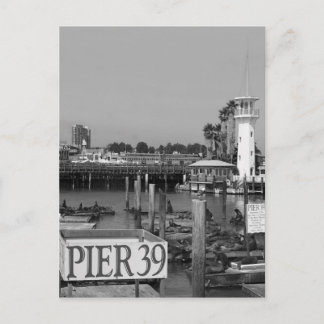Postal B&W Pier 39 Leones Marinos