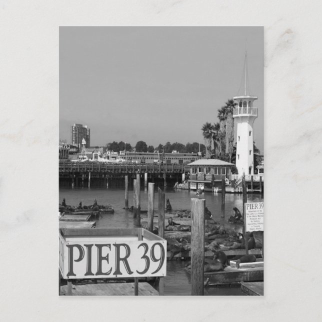 Postal B&W Pier 39 Leones Marinos (Anverso)
