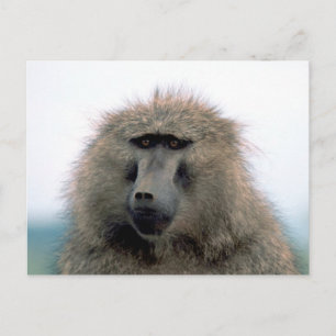 Postal Baboon