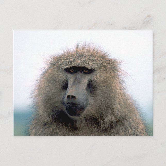 Postal Baboon (Anverso)