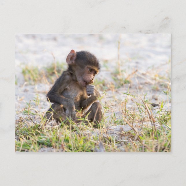 Postal Baboon joven (Anverso)