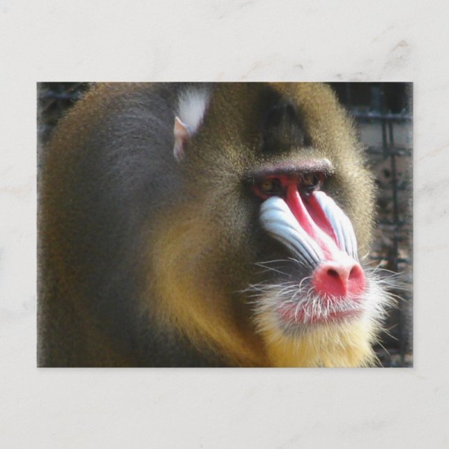 Postal Baboon Postcard (Anverso)