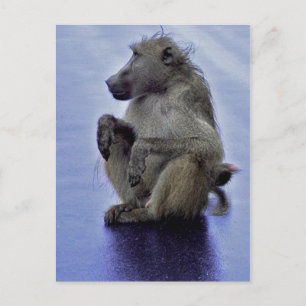 Postal Baboon Sitting