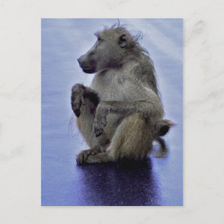 Postal Baboon Sitting