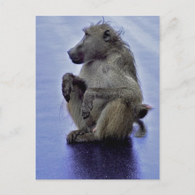 Postal Baboon Sitting (Anverso)