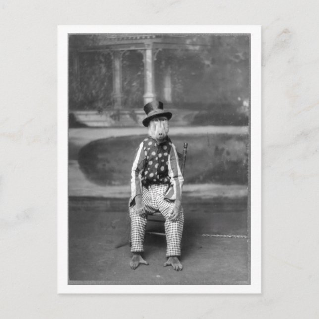 Postal Baboon vestido con ropa vintage (Anverso)