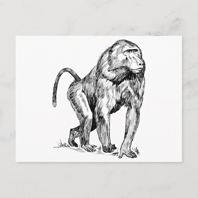 Postal Baboons (Anverso)