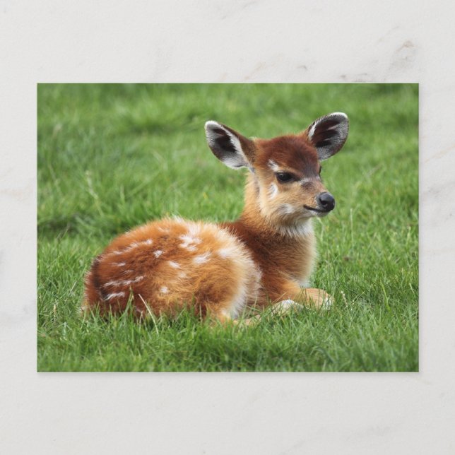 Postal Baby Antelope (Anverso)